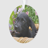 Photo noire mignonne d'animal familier de chiot de (devant)