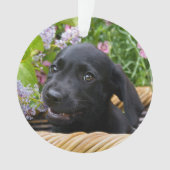 Photo noire mignonne d'animal familier de chiot de (devant)