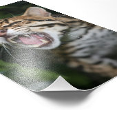 Photo - ocelot (Coin)