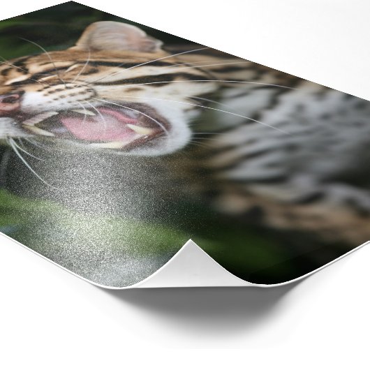 Photo - ocelot (Coin)