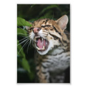 Photo - ocelot (Devant)