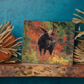 Photo Oie de la plaque de Yellowstone (Côté)