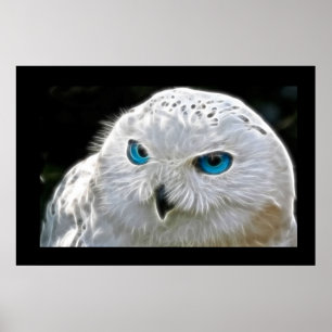 Photo Oiseau de Chouette blanche Poster du mur de