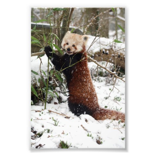 Photo : panda rouge (Devant)