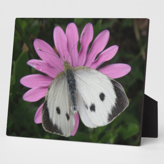 Photo Papillon et plaque de fleurs roses (Côté)