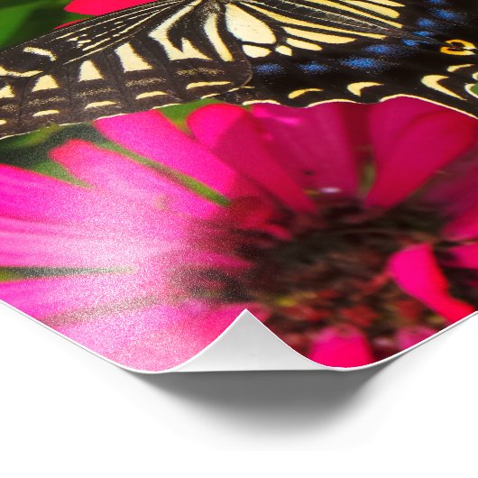 Photo papillon Swallowtail (Coin)