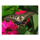 Photo papillon Swallowtail (Devant)