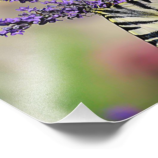 Photo papillon Swallowtail (Coin)