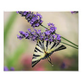 Photo papillon Swallowtail (Devant)