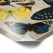 Photo Papillons Vintage 1904 Impression (Coin)