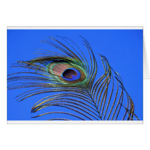 Photo Peacock Feather