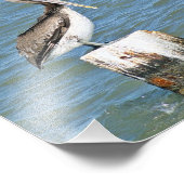 Photo pélican Brown (Coin)