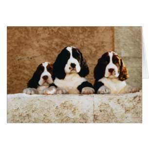 Photo Perfect Cute Puppies