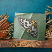 Photo Petite plaque de papillon (Côté)