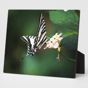 Photo Petite Plaque Zebra