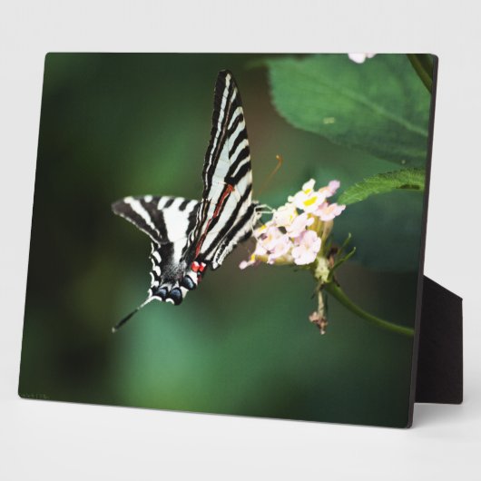 Photo Petite Plaque Zebra (Côté)