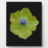 Photo Pétunia Green et Plaque Bleue (Devant)