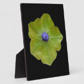 Photo Pétunia Green et Plaque Bleue (Côté)