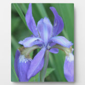 Photo Picture de plaque iris (Devant)