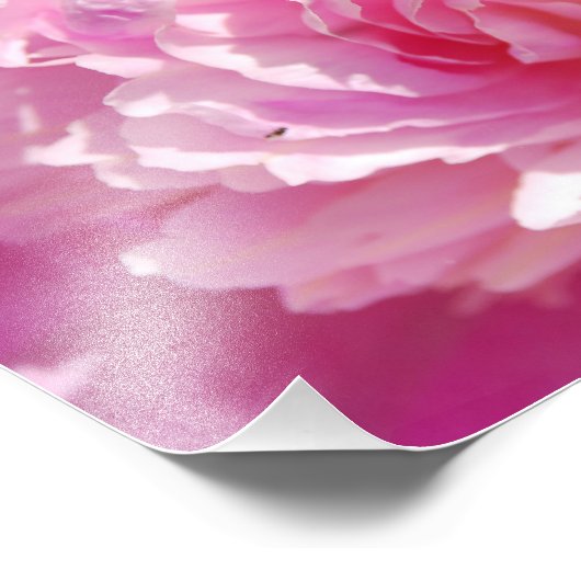 Photo Pink Peony (Coin)