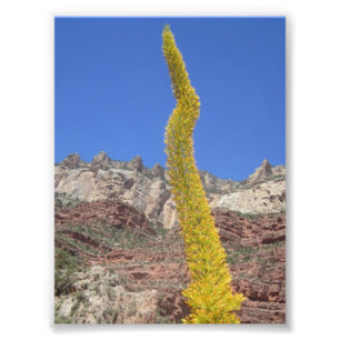 Photo Plante du Grand Canyon Century