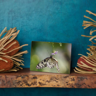 Photo Plaque à papillon Art déco