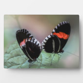 Photo Plaque à papillon Art déco (Devant)