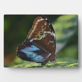 Photo Plaque à papillon Art déco (Devant)