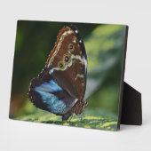 Photo Plaque à papillon Art déco (Côté)