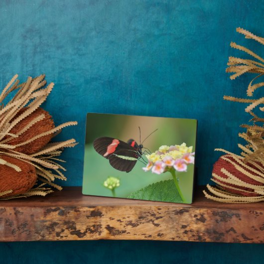 Photo Plaque à papillon Art déco (Côté)