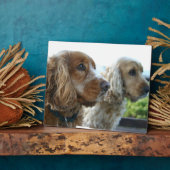 Photo Plaque anglaise de Cocker Spaniel (Côté)