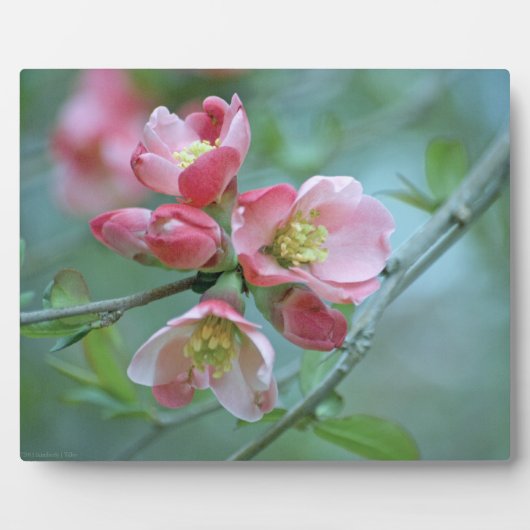 Photo Plaque Apple Blossom #P0356 (Devant)