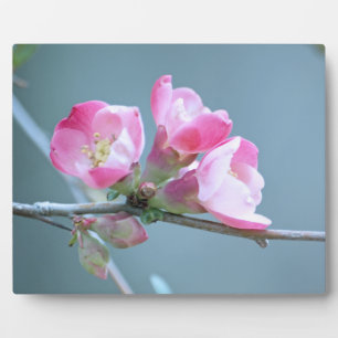 Photo Plaque Apple Blossom #P0358