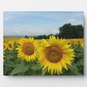 Photo Plaque avec tournesol (Devant)