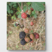 Photo Plaque Blackberry Bonanza (Devant)