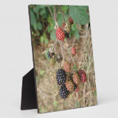 Photo Plaque Blackberry Bonanza (Côté)