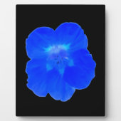 Photo Plaque bleue de Nasturtium (Devant)