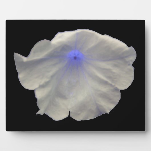 Photo Plaque bleue de Petunia (Devant)