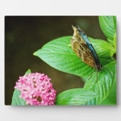 Photo Plaque bleue Morpho 143 (Devant)