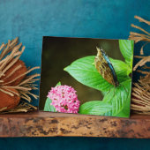 Photo Plaque bleue Morpho 143 (Côté)