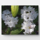 Photo Plaque Bush des Rhododenrons blancs (Devant)