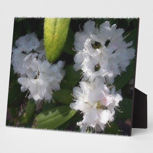 Photo Plaque Bush des Rhododenrons blancs (Côté)