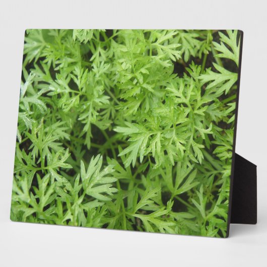 Photo Plaque Carrot Tops (Côté)
