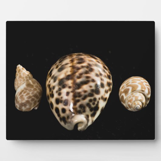 Photo Plaque Cowrie Cones 2 (Devant)