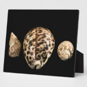 Photo Plaque Cowrie Cones 2 (Côté)