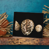 Photo Plaque Cowrie Cones 2 (Côté)