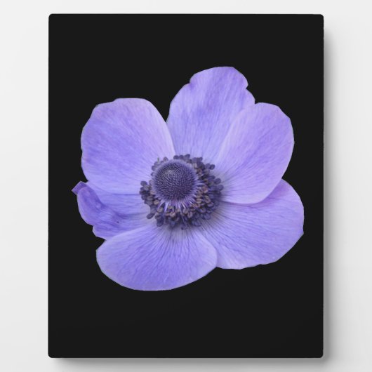 Photo Plaque d'anémone bleue (Devant)