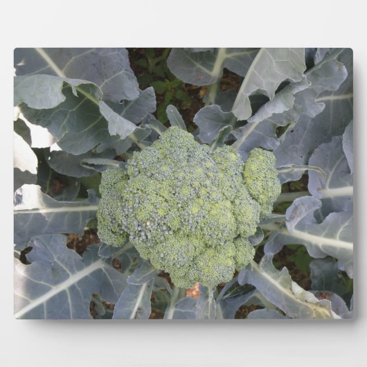 Photo Plaque de Broccoli (Devant)