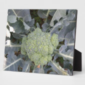 Photo Plaque de Broccoli (Côté)