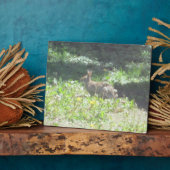 Photo Plaque de Bunny sauvage (Côté)